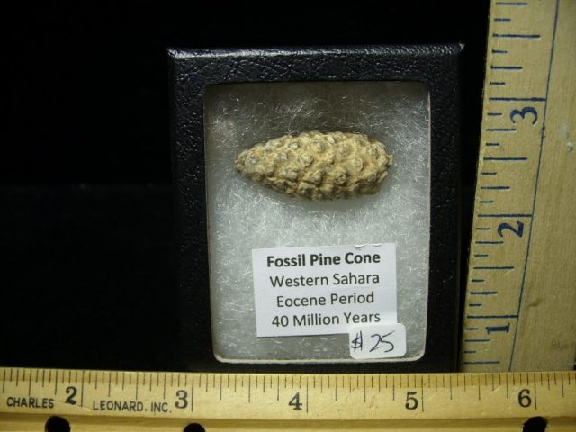 Fossil Pine Cone  (070220f)