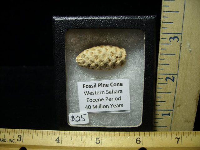 Fossil Pine Cone  (070220k)