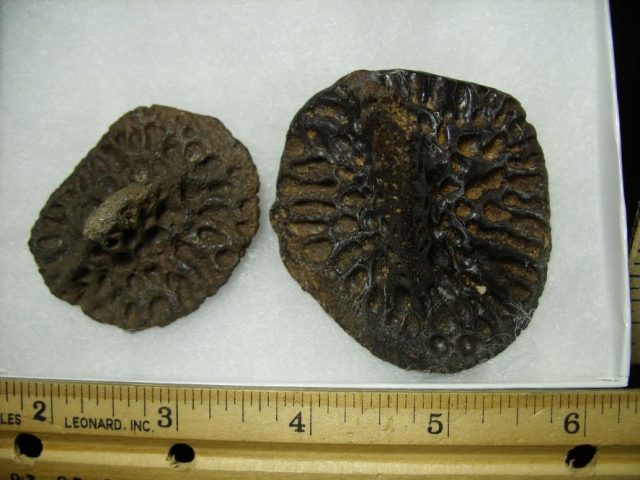 Fossilized Alligator Scutes (072020f) - Image 2