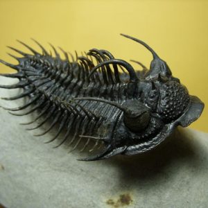 Very High End Trilobites - Over $400