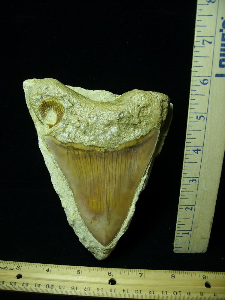 Fossil Megalodon Shark Tooth (073020a) - The Stones ...