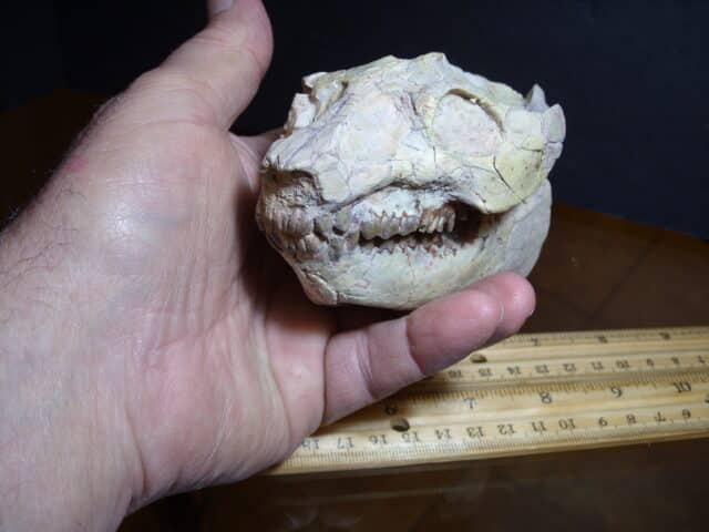 Oreodont Skull (012825k) - Image 2