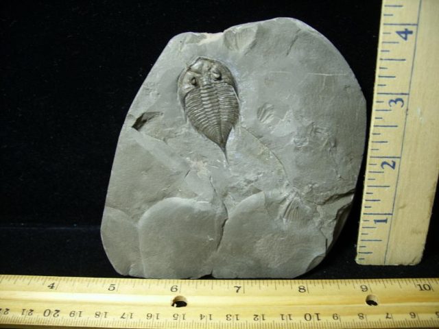 Dalmanites limulurus Trilobite (080720j)