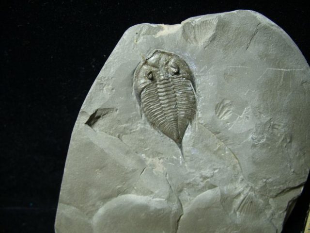 Dalmanites limulurus Trilobite (080720j) - Image 2