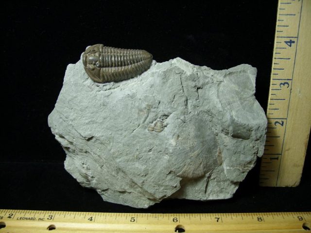 Flexicalymene meeki Trilobite (080720k)