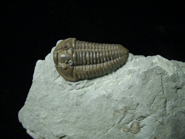 Flexicalymene meeki Trilobite (080720k) - Image 2