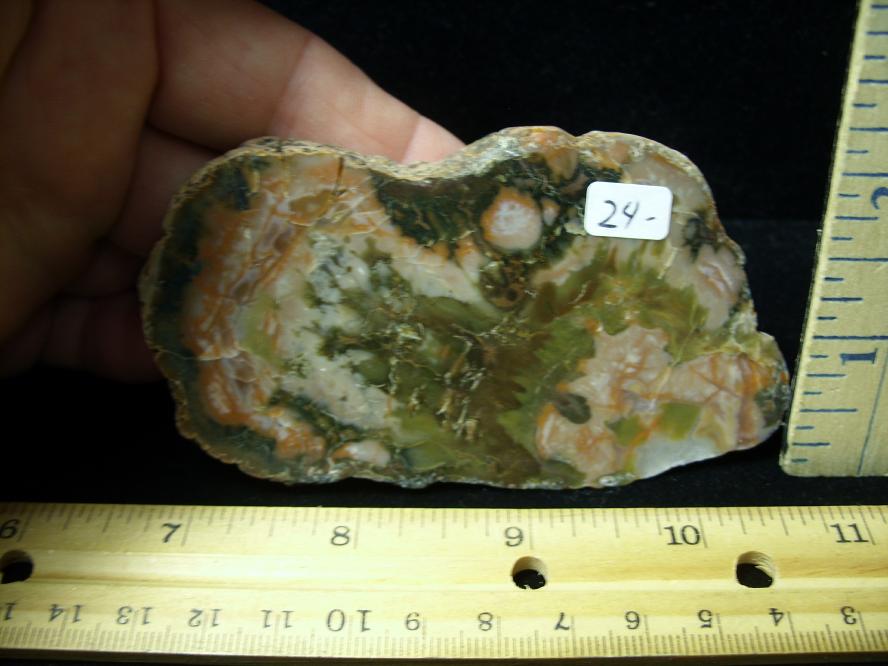 dinosaur coprolite