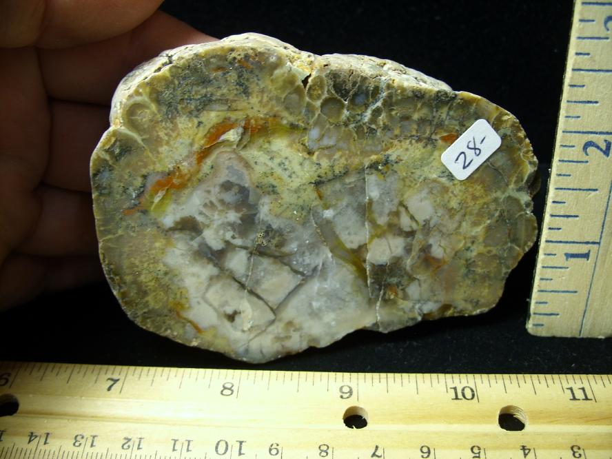 dinosaur coprolite for sale