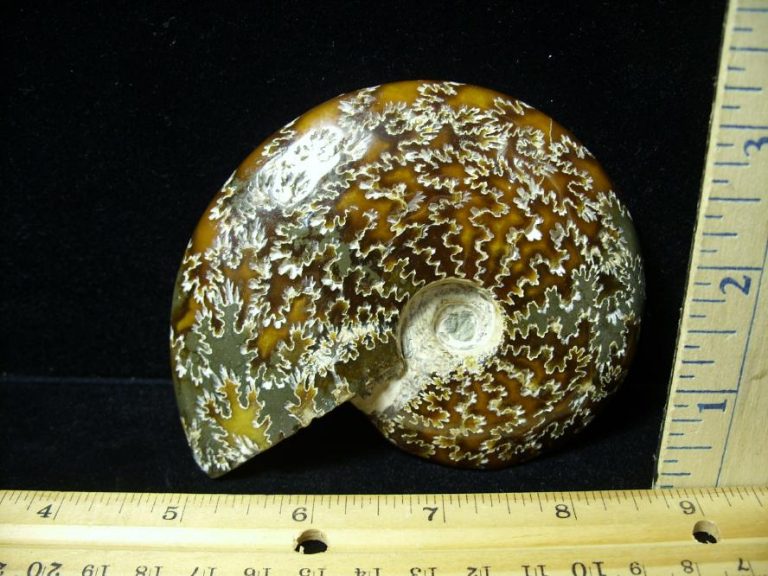 Ammonite with Suture Patterns (082320b) The Stones & Bones Collection