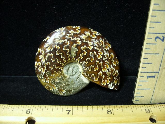 Ammonite with Suture Patterns (082320p) - Image 3