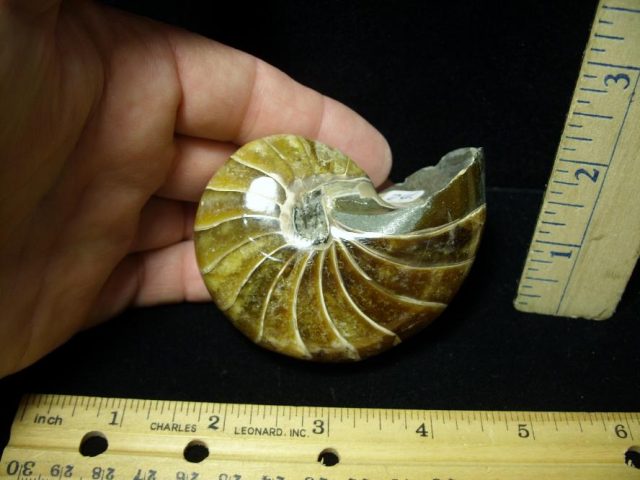 Fossilized Nautilus (082520g)