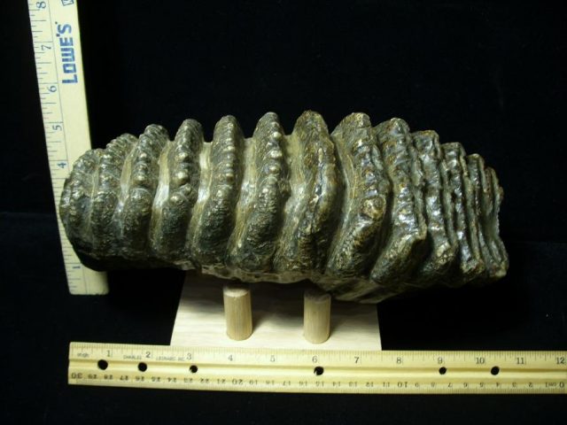 Fossilized Stegodon Molar (082720c) - Image 5