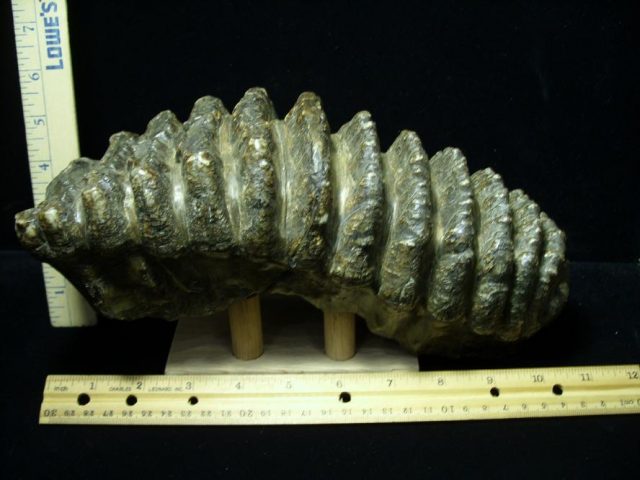 Fossilized Stegodon Molar (082720c) - Image 2