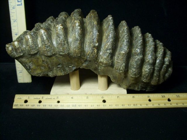 Fossilized Stegodon Molar (082720c)