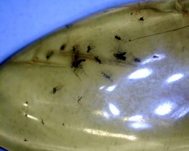 Amber Specimen with Insects  (091120f) - Image 2