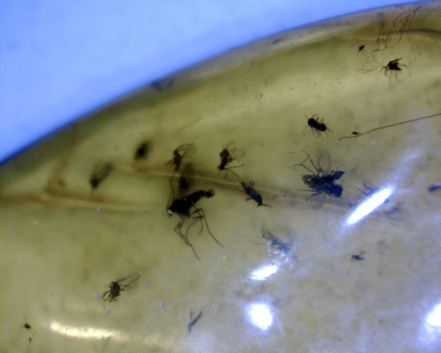 Amber Specimen with Insects  (091120f)