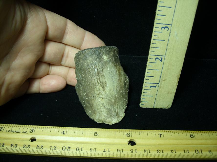 Hadrosaur Dinosaur Toe Bone (Ungal) (092620g) - The Stones & Bones ...