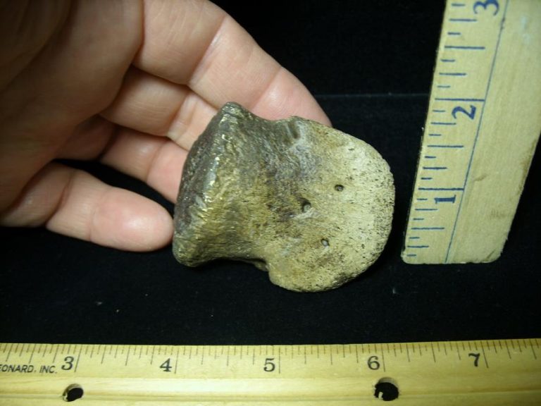 hadrosaur toe bone