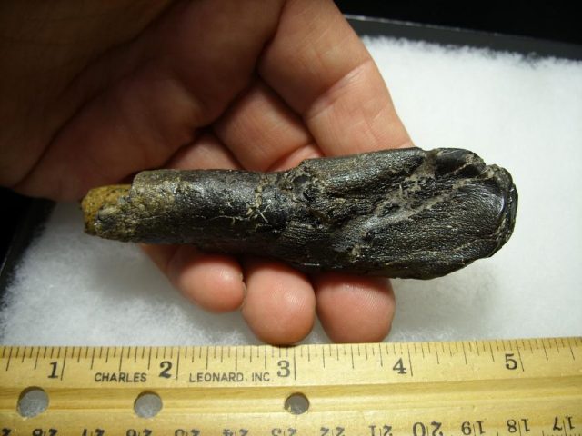 a dinosaur tooth