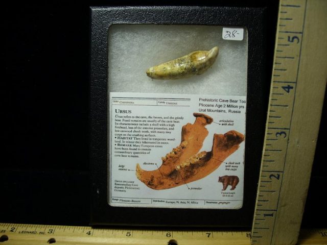 Fossilized Cave Bear Tooth  (092820g)