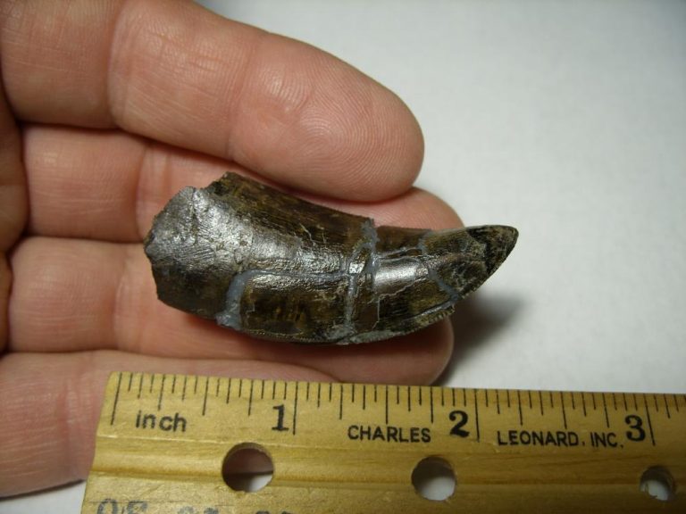 authentic t rex tooth for sale