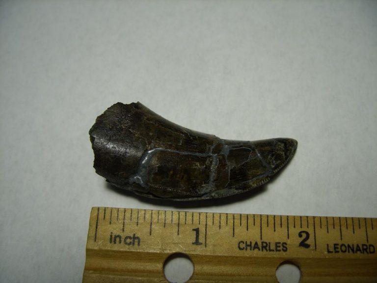 authentic t rex tooth for sale