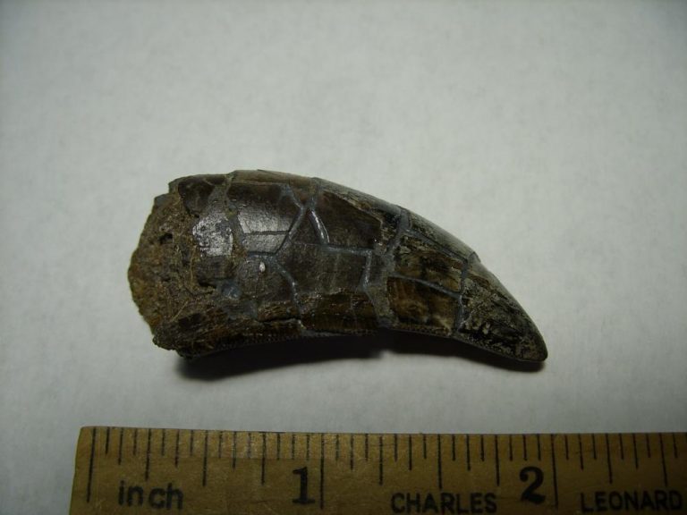 authentic t rex tooth for sale