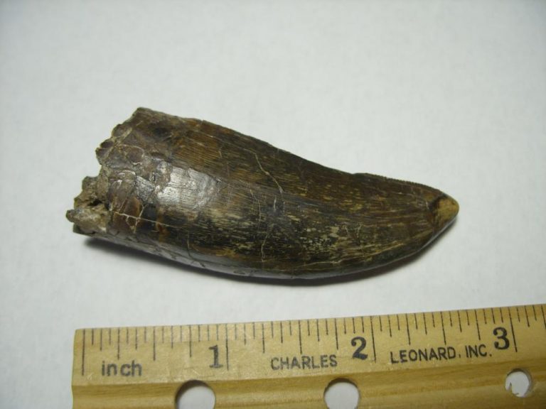 tyrannosaurus tooth sale