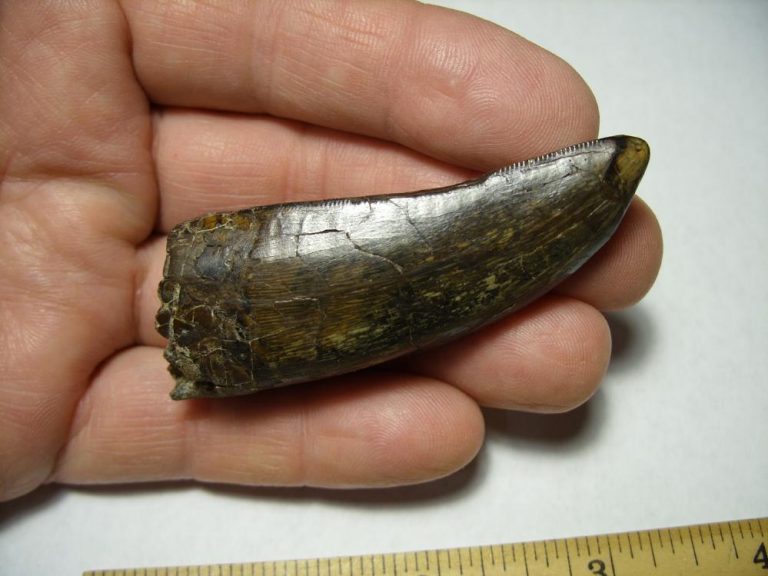 authentic t rex tooth for sale