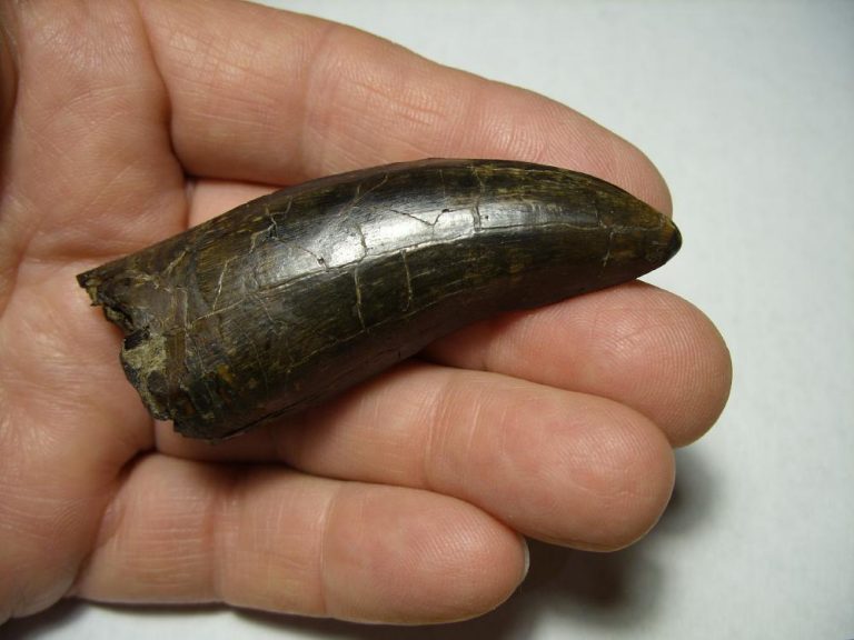 buy real t rex tooth