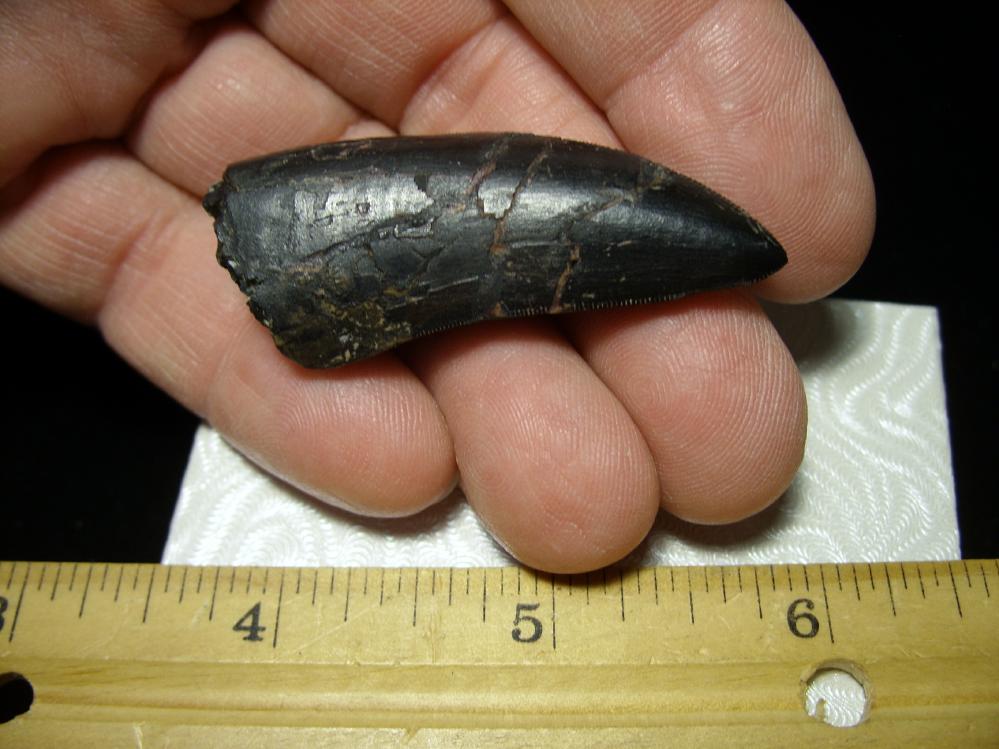 albertosaurus teeth