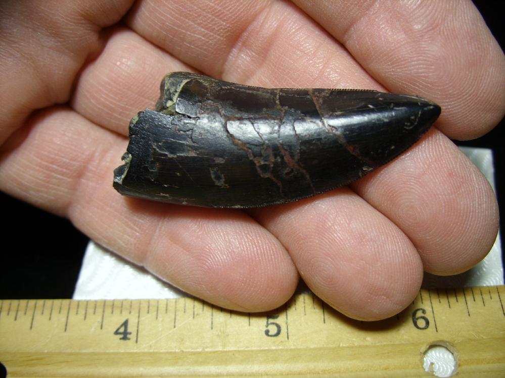 albertosaurus teeth