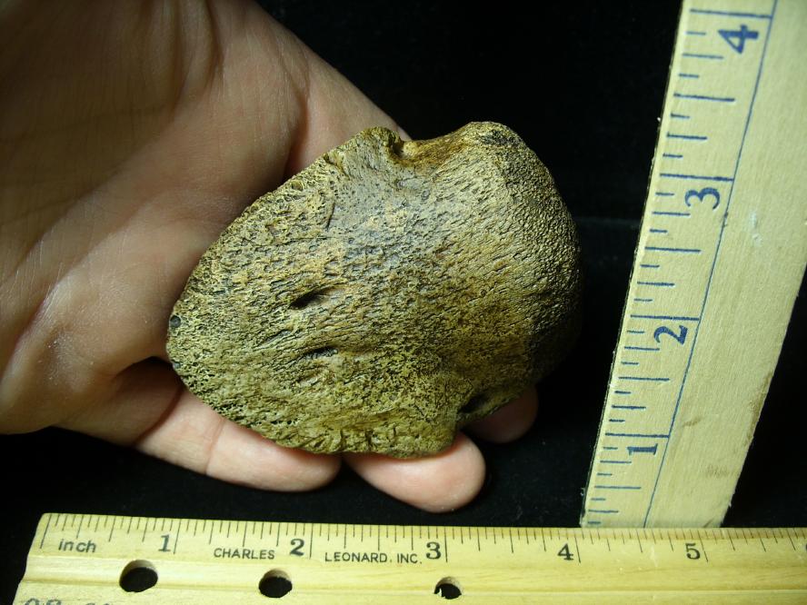 hadrosaur toe bone