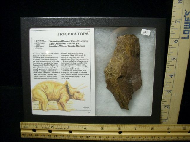 triceratops dinosaur bones