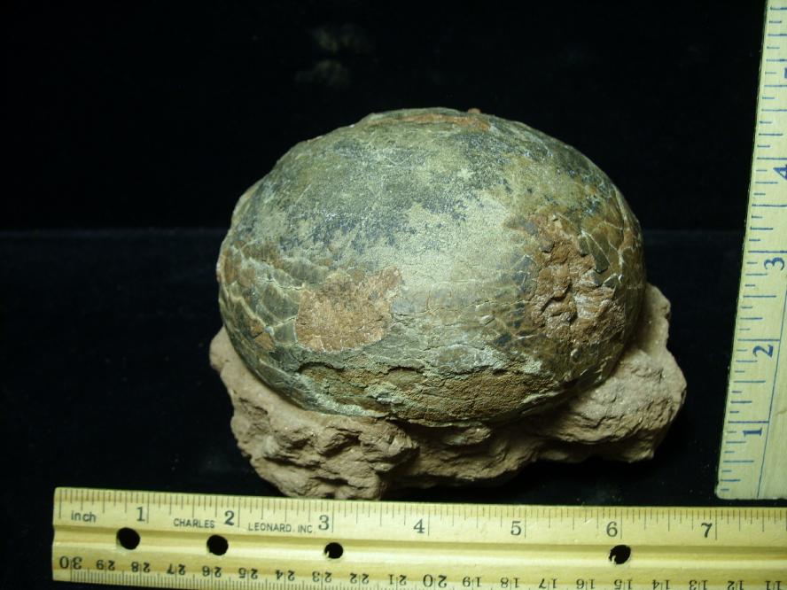 authentic dinosaur eggs for sale