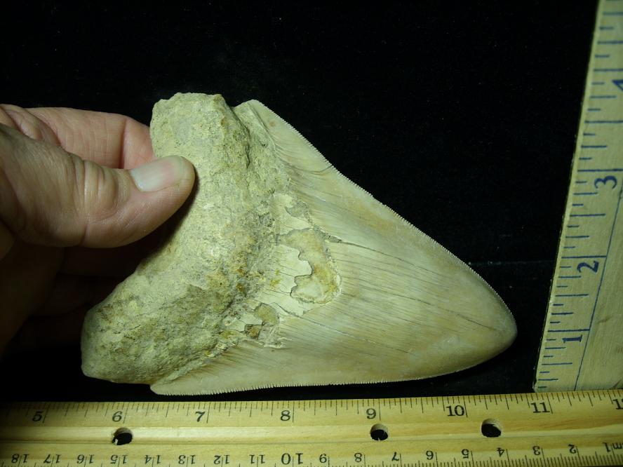 Fossil Megalodon Shark Tooth (101320s) - The Stones & Bones Collection