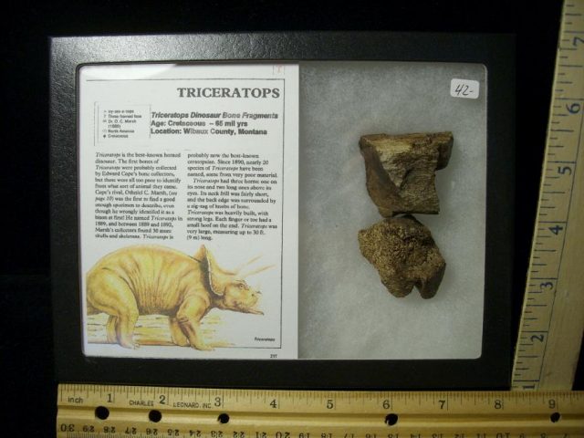 Triceratops Dinosaur Bone Fragments (102820d)