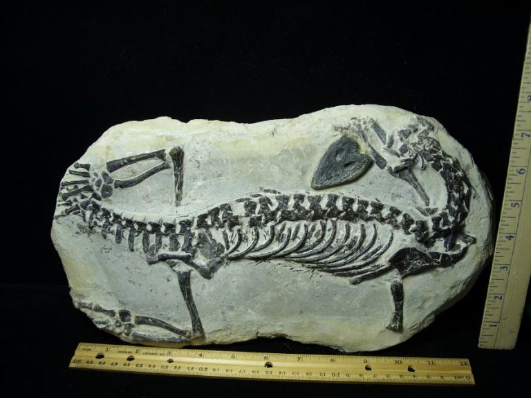 Claudiosaurus germaini Reptile (102920f) - The Stones & Bones Collection