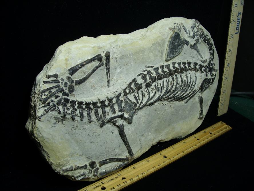 Claudiosaurus germaini Reptile (102920f) - The Stones & Bones Collection