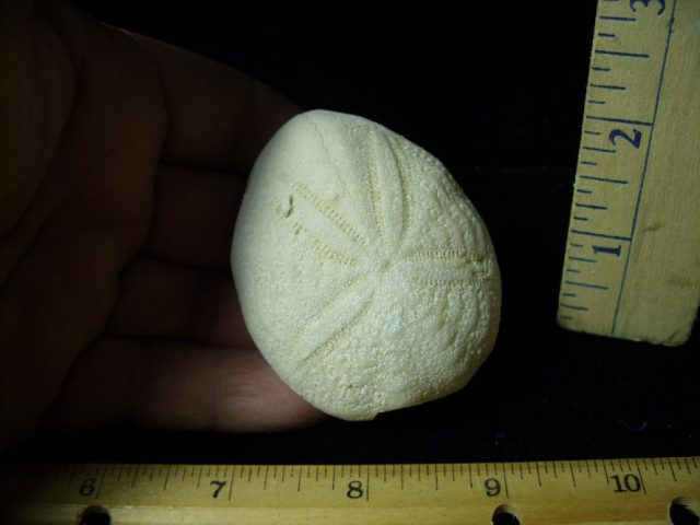 Fossilized Echinoid (Sea Biscuit) (102920k)