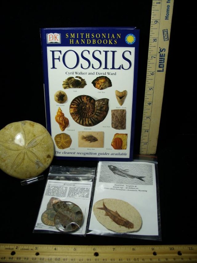 "Introductory"  Beginner Fossil Kit (102920m)  - Image 2