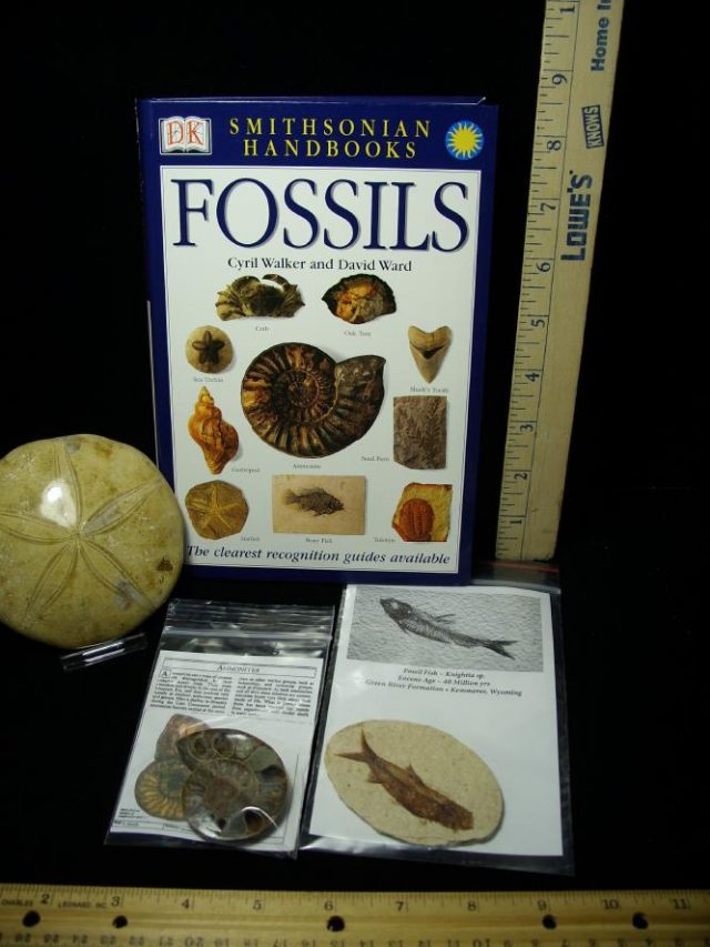 "Introductory"  Beginner Fossil Kit (102920m) 