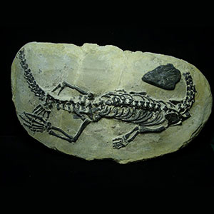 Fossils For Sale - The Stones & Bones Collection