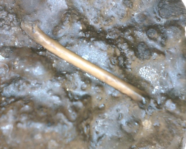 Rancho La Brea Formation Tar Pit Bird Bone (091120h)