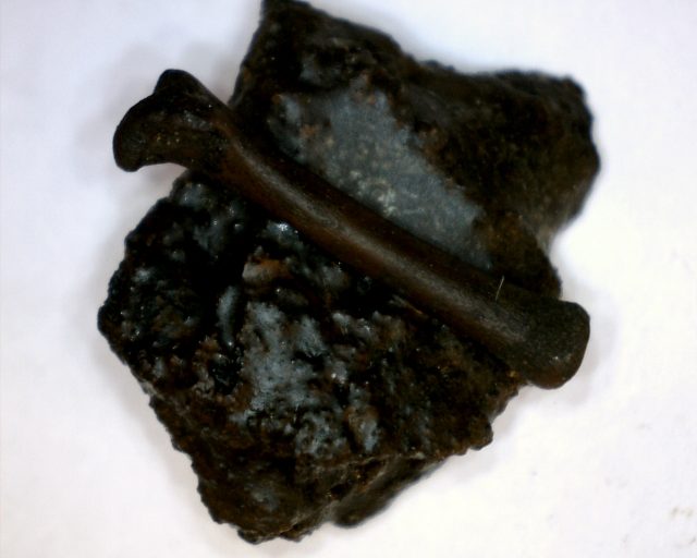 Rancho La Brea Formation Tar Pit Bird Bone (110420d) - Image 3