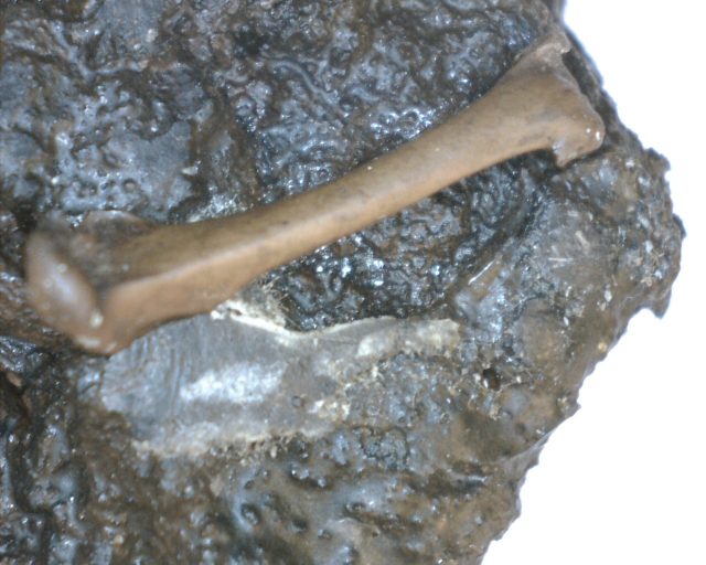 Rancho La Brea Formation Tar Pit Bird Bone (110420f) - Image 3