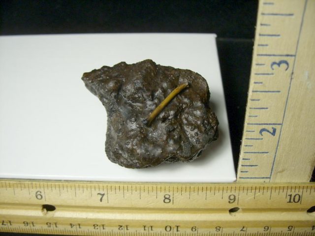 Rancho La Brea Formation Tar Pit Bird Bone (091120h) - Image 3