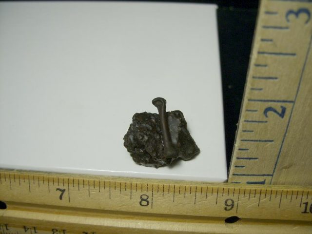 Rancho La Brea Formation Tar Pit Bird Bone (110420d)