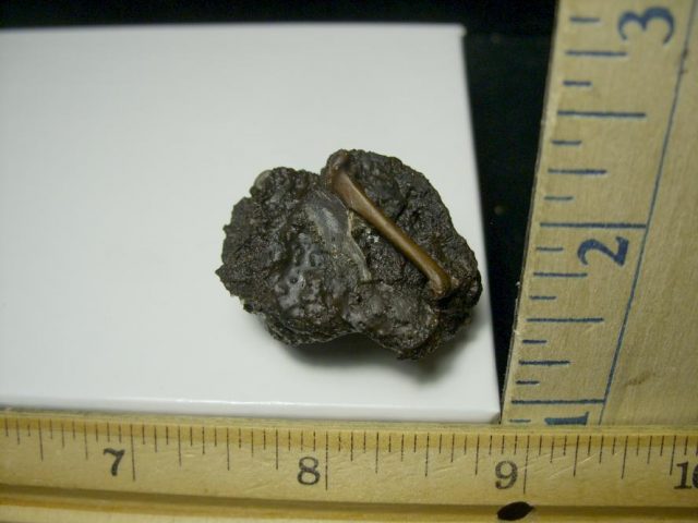 Rancho La Brea Formation Tar Pit Bird Bone (110420f)