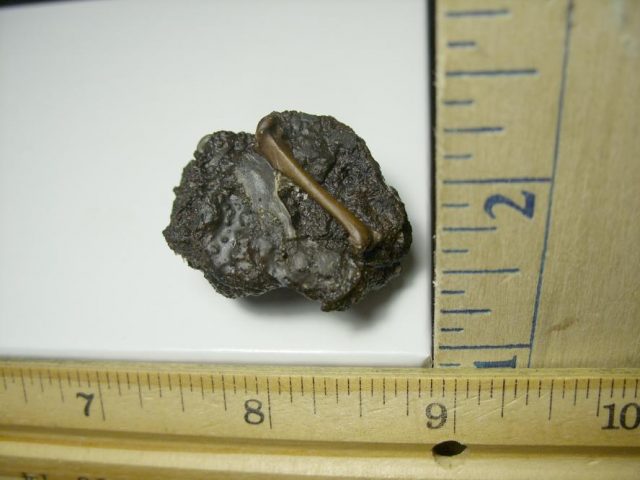 Rancho La Brea Formation Tar Pit Bird Bone (110420f) - Image 2